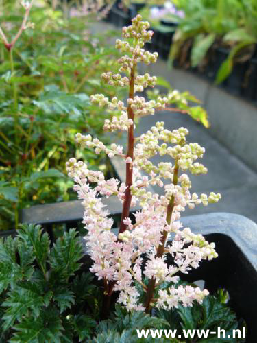 Astilbe